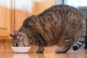 5 segnali che indicano un eccesso di cibo nel tuo gatto: attenzione a uno!