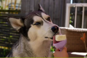 Sconfiggi il caldo: trucchi per rinfrescare il tuo cane senza aria condizionata.