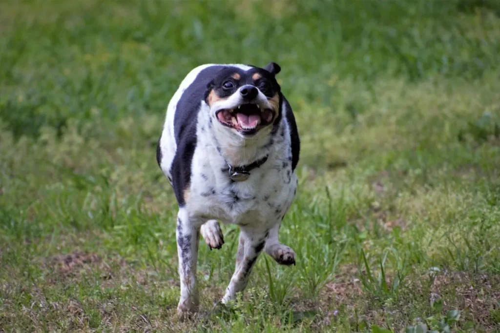 Quando i cani hanno le ‘zoomies’: segnali di allerta da conoscere secondo un veterinario.