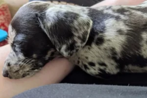 Cane diverso dalle aspettative? Scopri come evitare rimpianti duraturi nella scelta del tuo amico.