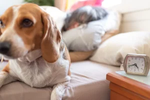Ora legale permanente: rischio per la salute degli animali domestici, avverte il veterinario.