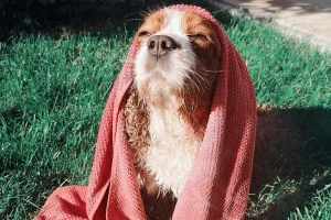 Attenzione: il tuo cane potrebbe scottarsi. Ecco i segni iniziali da non sottovalutare.