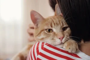 I gatti non sono sempre un rimedio efficace per lo stress dei proprietari