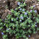 Ritrovata in India un’erba alpina rara dopo 158 anni di assenza.