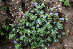 Ritrovata in India un’erba alpina rara dopo 158 anni di assenza.