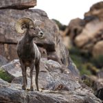 Progetto solare in California minaccia il corridoio ecologico del Mojave, avvertono gli scienziati.