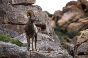Progetto solare in California minaccia il corridoio ecologico del Mojave, avvertono gli scienziati.