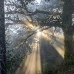 Mercati del carbonio: un’opportunità per le comunità del Sud del mondo e il loro successo.
