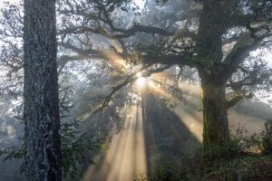 Mercati del carbonio: un’opportunità per le comunità del Sud del mondo e il loro successo.