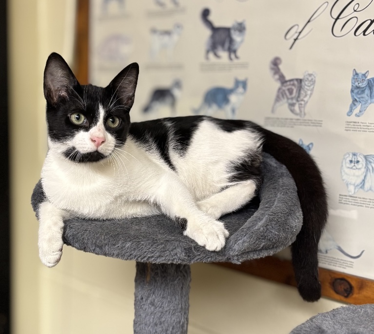 Sambo cerca una famiglia: un cucciolo adorabile pronto a diventare il tuo compagno ideale.