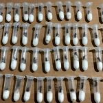 Sequestrate in Messico oltre 100 regine formica destinate al Laos.