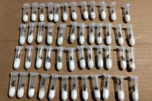 Sequestrate in Messico oltre 100 regine formica destinate al Laos.