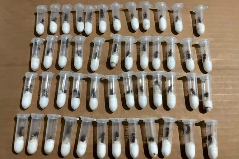 Sequestrate in Messico oltre 100 regine formica destinate al Laos.