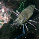 Gambero gigante invasivo si diffonde in aree protette del Brasile