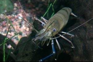 Gambero gigante invasivo si diffonde in aree protette del Brasile