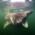 Fattorie eoliche si uniscono a pescherecci e piattaforme nel banco sabbioso protetto del Mare del Nord.