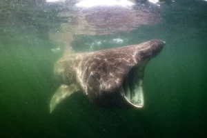 Fattorie eoliche si uniscono a pescherecci e piattaforme nel banco sabbioso protetto del Mare del Nord.