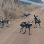 Ritorno dei cani selvatici africani in un parco nazionale del Malawi dopo oltre 10 anni.