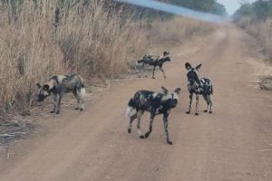 Ritorno dei cani selvatici africani in un parco nazionale del Malawi dopo oltre 10 anni.