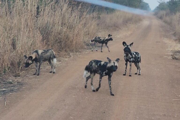 Ritorno dei cani selvatici africani in un parco nazionale del Malawi dopo oltre 10 anni.