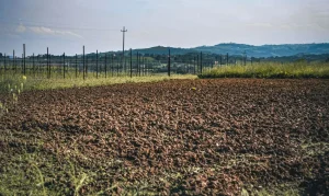 Tragedia nel Mantovano: bracciante muore durante raccolta angurie, potrebbe essere malore da caldo.
