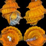 Estrazione mineraria in alto mare: la maggiore minaccia per le creature degli abissi.