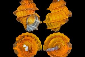 Estrazione mineraria in alto mare: la maggiore minaccia per le creature degli abissi.