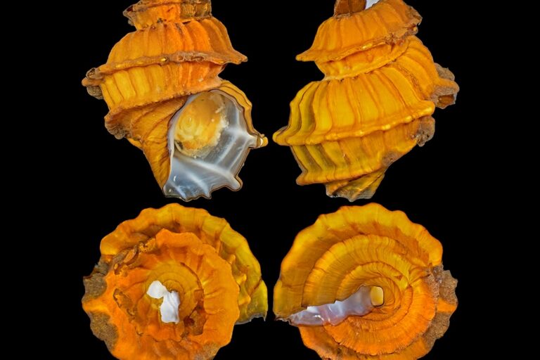 Estrazione mineraria in alto mare: la maggiore minaccia per le creature degli abissi.