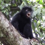 Nuova scoperta: scimmia colobus ‘Likweli’ confermata nella Repubblica Democratica del Congo.