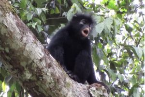 Nuova scoperta: scimmia colobus ‘Likweli’ confermata nella Repubblica Democratica del Congo.