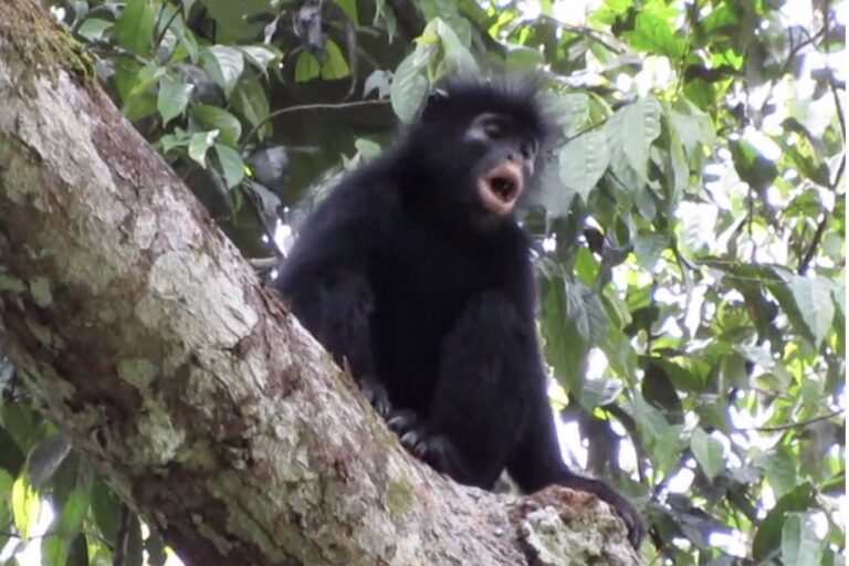 Nuova scoperta: scimmia colobus ‘Likweli’ confermata nella Repubblica Democratica del Congo.