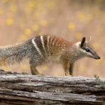 Il numbat australiano, un tempo in pericolo, sta mostrando segni di una rinascita promettente.