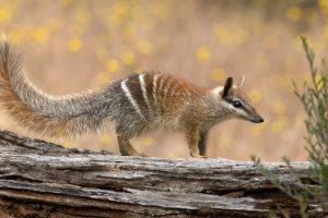 Il numbat australiano, un tempo in pericolo, sta mostrando segni di una rinascita promettente.