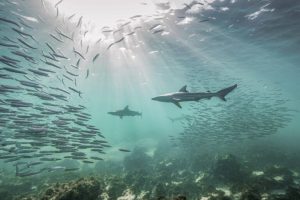 Vincitori degli annuali Mangrove Photography Awards: scopri le immagini straordinarie.