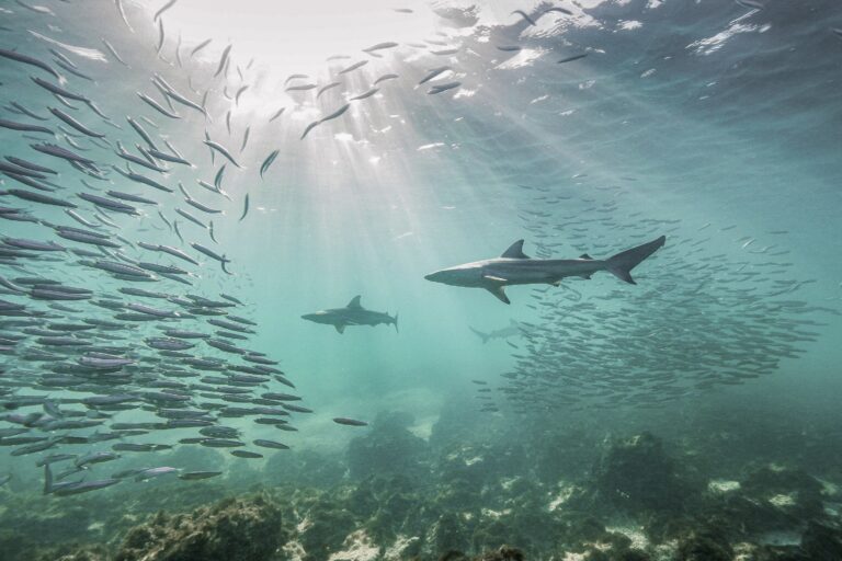 Vincitori degli annuali Mangrove Photography Awards: scopri le immagini straordinarie.