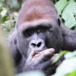 Dzanga-Sangha nella Repubblica Centrafricana esplora il potenziale del turismo sostenibile nella fauna selvatica.