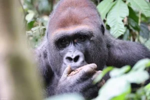 Dzanga-Sangha nella Repubblica Centrafricana esplora il potenziale del turismo sostenibile nella fauna selvatica.
