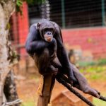 Salvaguardia degli scimpanzé del Sierra Leone: intervista a Willie Tucker del Tacugama.