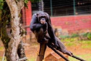 Salvaguardia degli scimpanzé del Sierra Leone: intervista a Willie Tucker del Tacugama.