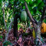 Foreste in Liberia a rischio per il cacao: l’Ue potrebbe vietare importazioni in sei mesi.