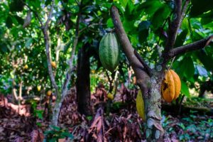 Foreste in Liberia a rischio per il cacao: l’Ue potrebbe vietare importazioni in sei mesi.