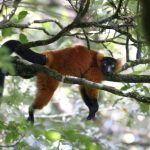 Funzionario designato per rappresentare gli Stati Uniti al meeting mondiale sul commercio della fauna selvatica.