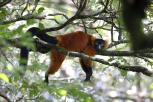 Funzionario designato per rappresentare gli Stati Uniti al meeting mondiale sul commercio della fauna selvatica.