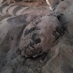 Tartarughe marine, Sicilia regina delle nidificazioni: oltre 80 nidi monitorati dal WWF