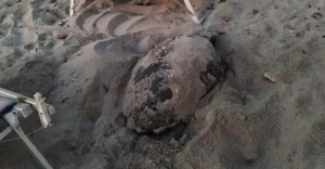 Tartarughe marine, Sicilia regina delle nidificazioni: oltre 80 nidi monitorati dal WWF
