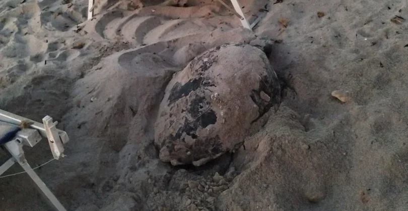 Tartarughe marine, Sicilia regina delle nidificazioni: oltre 80 nidi monitorati dal WWF