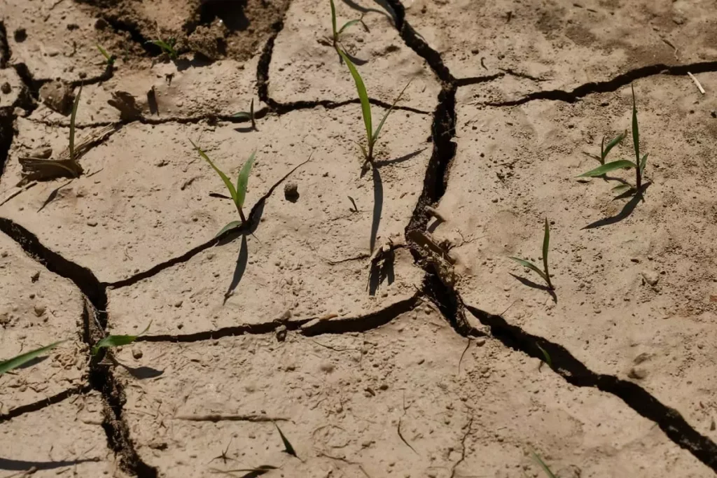 Siccità globale: crisi agricola in arrivo per la produzione alimentare mondiale.