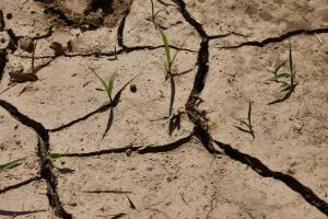 Siccità globale: crisi agricola in arrivo per la produzione alimentare mondiale.