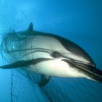 Squalo spada, delfini e balene: l’UE cerca di limitare le reti a strascico.