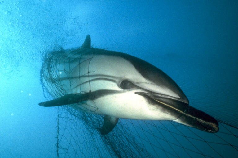 Squalo spada, delfini e balene: l’UE cerca di limitare le reti a strascico.